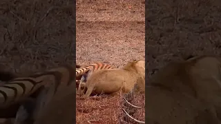 A baby lion hunting a baby zebra,