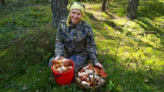 Много Белых Грибов и Эмоций. Поход в Лес 2017. Собираем Грибы. Тихая Охота. Отдыхаем Вместе