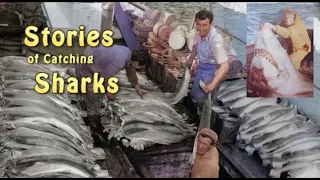 Stories of Catching Sharks.