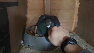 Pigeons sitting on eggs protecting their nests