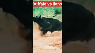 Lion vs buffalo