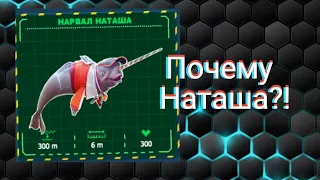 Hungry Shark/Акула Снайпер/ Нарвал Наташа