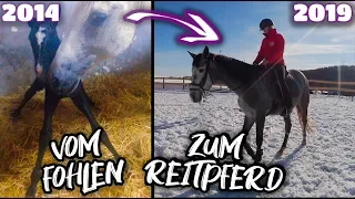 Vom Fohlen zum Reitpferd ✮ Rubielle - mein selbstgezogenes Fohlen wird erwachsen ♥