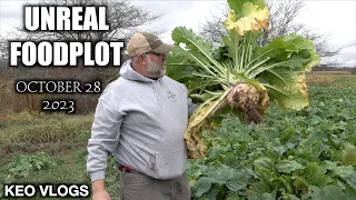 Carls Creek Bottom Food-plot Is Incredible