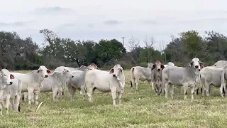 Brahman Heifers exposed to Angus home grown in South Texas