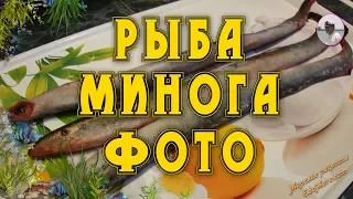 Рыба минога фото и видео от Petr de Cril’on & SonyKpK