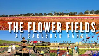 The FLOWER FIELDS at Carlsbad Ranch 2022 | Tractor Wagon Ride, Live Music, Butterfly Garden