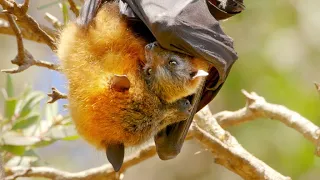 Devoted Flying Fox Protects Pup With Her Wings (4K)