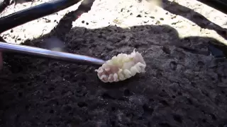 Creepy parasite removed from fish's mouth - Cymothoa Exigua