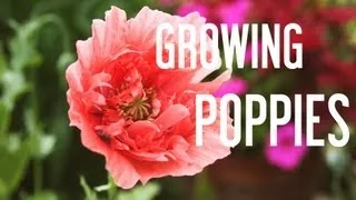 How to Grow Poppies From Seeds