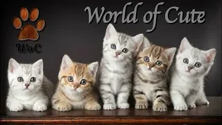 Смешные Коты 2019 Кошки 2019 Приколы Funny Cats #22 Котята lol cube Woc