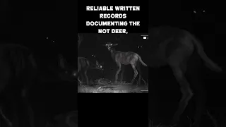 Have YOU seen the NOT Deer? #strange #unexplained #paranormal #urbanlegends #eerie