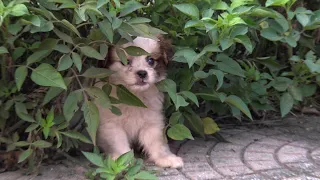 I Found a Cute Homeless Puppy is Looking for food on the Sidewalk