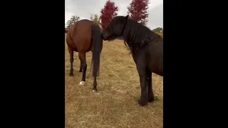 Brown Horse Farts, Black Horse Smell Then Gets Slapped By Brown Horse