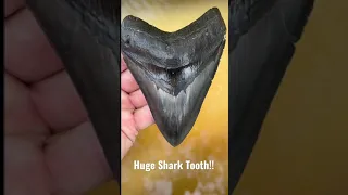 Massive Megalodon shark tooth found underwater!!!