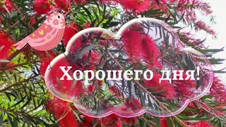 Хорошего дня!🌹🌷🪻 Прекрасного настроения!