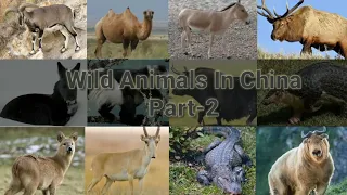 Wild Animals In China Part - 2
