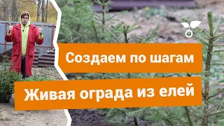 Как создать живую ограду из елей?