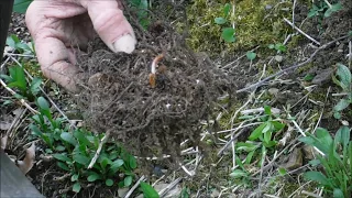 How To Plant Astilbe Flower Roots, Astilbe Flowers