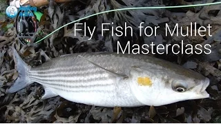 Part 2 - Mullet Masterclass - UK Saltwater fly fishing