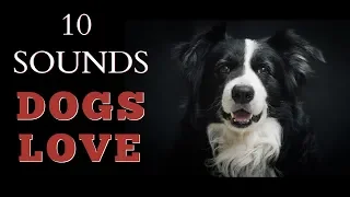 10 Sounds Dogs Love To Hear The Most