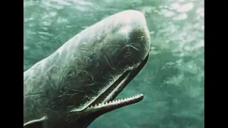 The Great Whales | by National Geographic Society (U.S.)