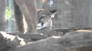 Cougar (Panther, Mountain Lion, Puma) - Nikon D7000