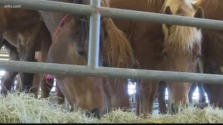 Wild horse and burro adoption in West Columbia