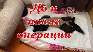 257ч🏡Операция у Жучки/Конечно купим и посадим))Обработка винограда