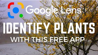 Name That Plant! How Google Helps You Garden: Use Google Lens AI To Identify Plants, Trees & Shrubs