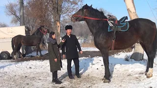 Кыргызстандагы эн салмактуу жана бийик тулпар