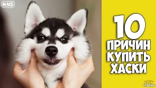 10 причин завести Хаски - Интересные факты!