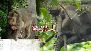 RIP...! So sad..One baby monkey pass away, Don't know What happened to baby why until like this?