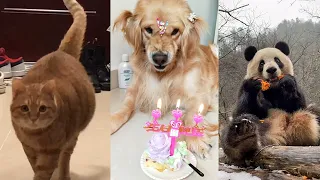 Baby Dogs and Cats - Cute and Funny Dog Pet Videos Compilation #20 | Panda Love