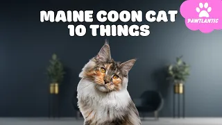 10 Things Only Maine Coon Cat Owners Understand