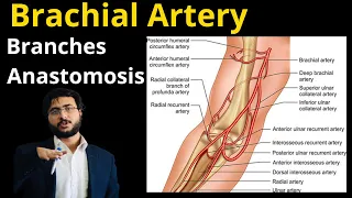 Branches of Brachial artery anatomy l anastomosis around elbow joint l profunda brachii l nutrient