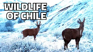 Wildlife and Plants of Chile - Naturaleza Abierta