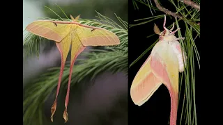 Born of Actias dubernardi (Chinese moon moth) Pinky moth male & female love long