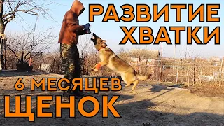 Щенок Немецкой Овчарки, 6 месяцев. Развитие хватки. Working German Shepherd. Puppy.