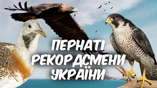 Пернаті рекордсмени України. Цікаві факти про птахів.
