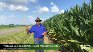 Yellowing Corn Leaves: Causes and Management Tips