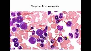 Hematopoiesis-identification of cells