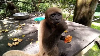 Iquitos: La Isla de los Monos