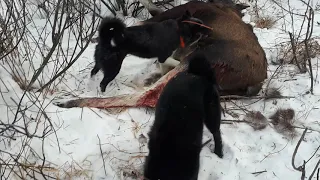 РЕЛ Марго, РЕЛ Гектор, РЕЛ Ирюм, вл.Сиглов О.Г. Охота на лося.