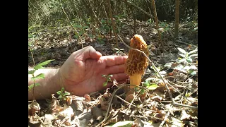 When should I pick Morel Mushrooms? - Morel Truths: Episode 5