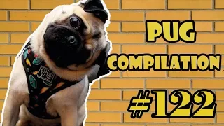 NEW ! Pug Compilation 122- Funny Dogs but only Pug Videos | Instapugs