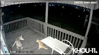 Raw video: Coyote and cat battle it out on deck in Surfside, Texas