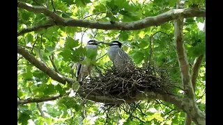 Yellow-crowned Night Herons Calling, Greeting and Mating