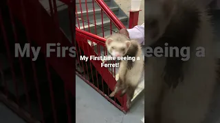 This is the first time I saw a ferret!