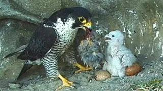 Falcon parent and child『隼・親と子』